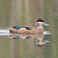 Hottentot Teal